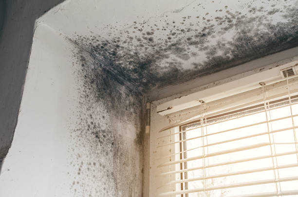 Affordable Hvac And Air Duct Mold Remediation solutions in Jacksonville, OR